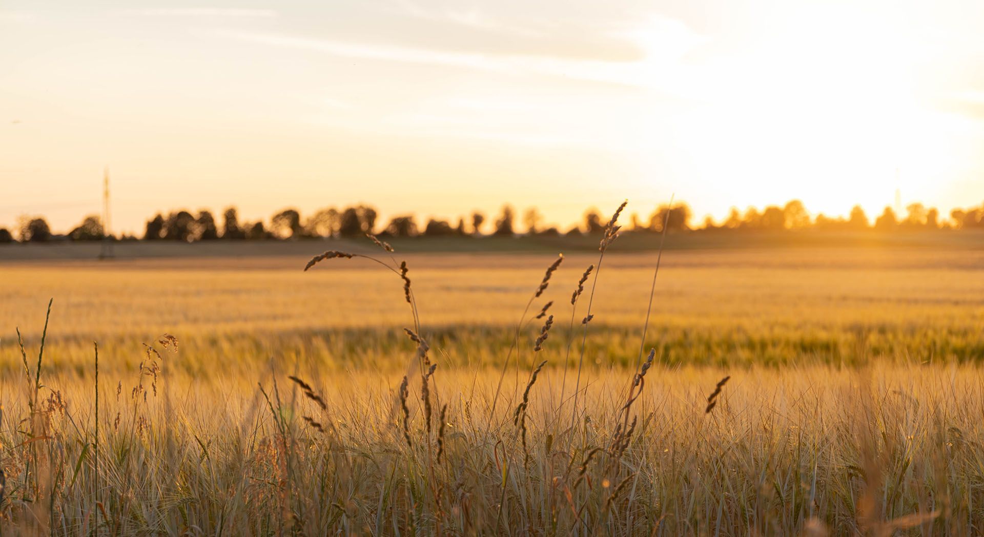 Golden field at sunset with silhouettes of trees on the horizon.