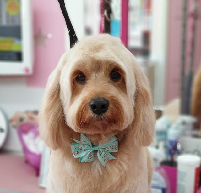 Blades morley cheap dog grooming