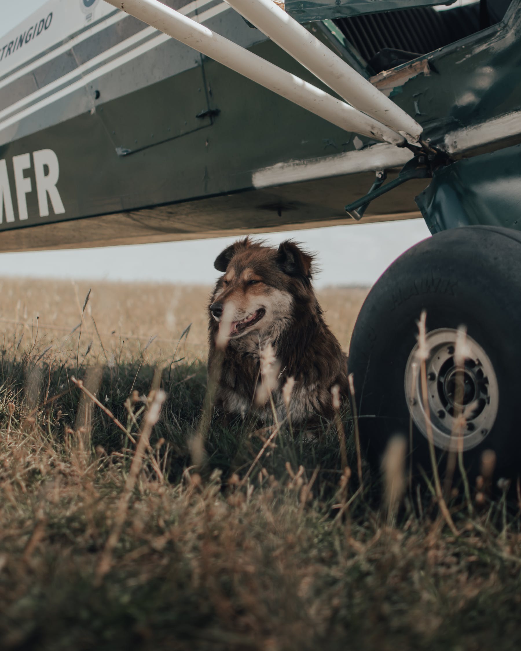 Brown dog sitting in tall grass next to a plane