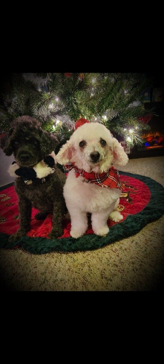 A black and white dog sitting next to a Christmas tree