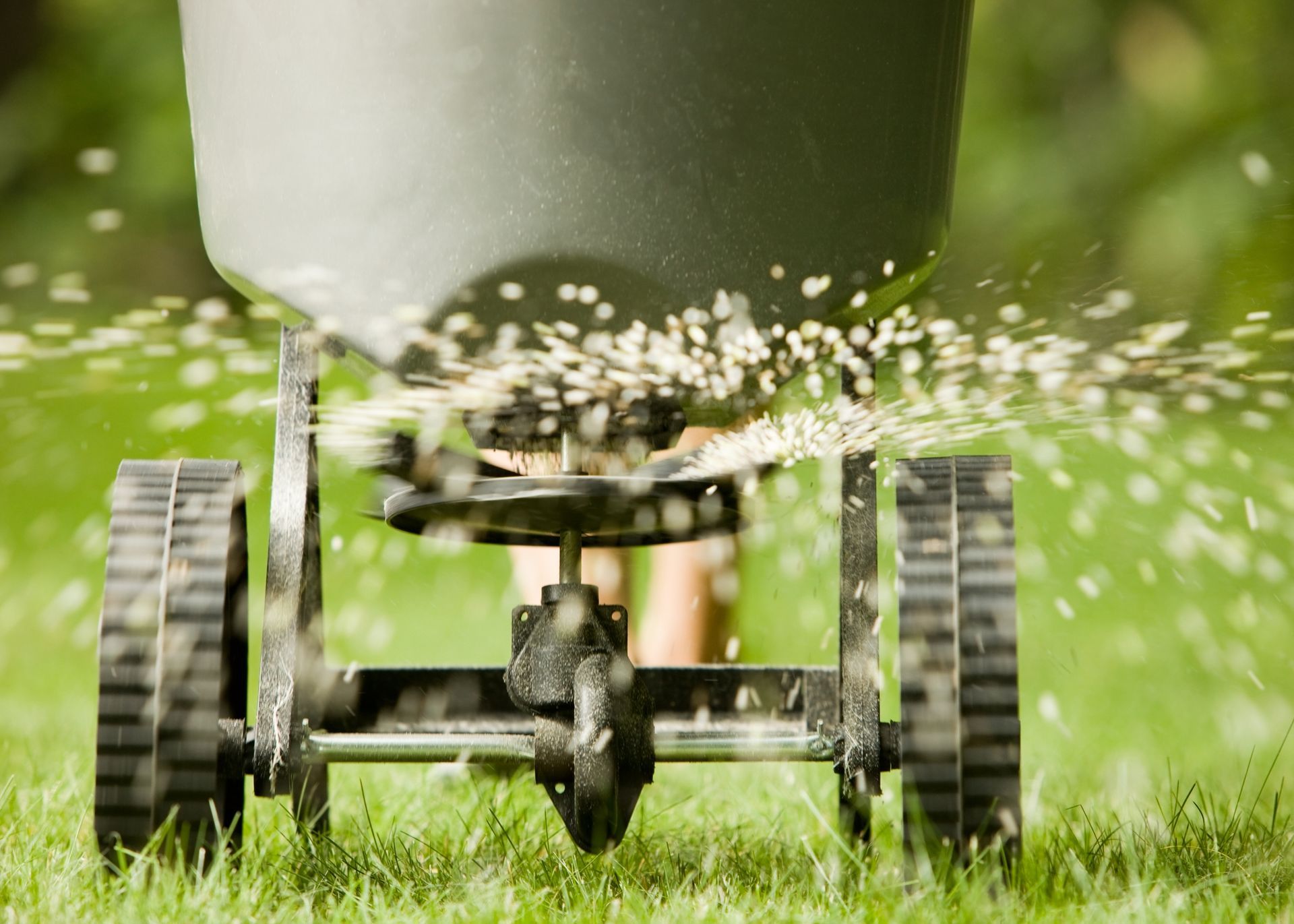 A person is spreading fertilizer on a lush green lawn.