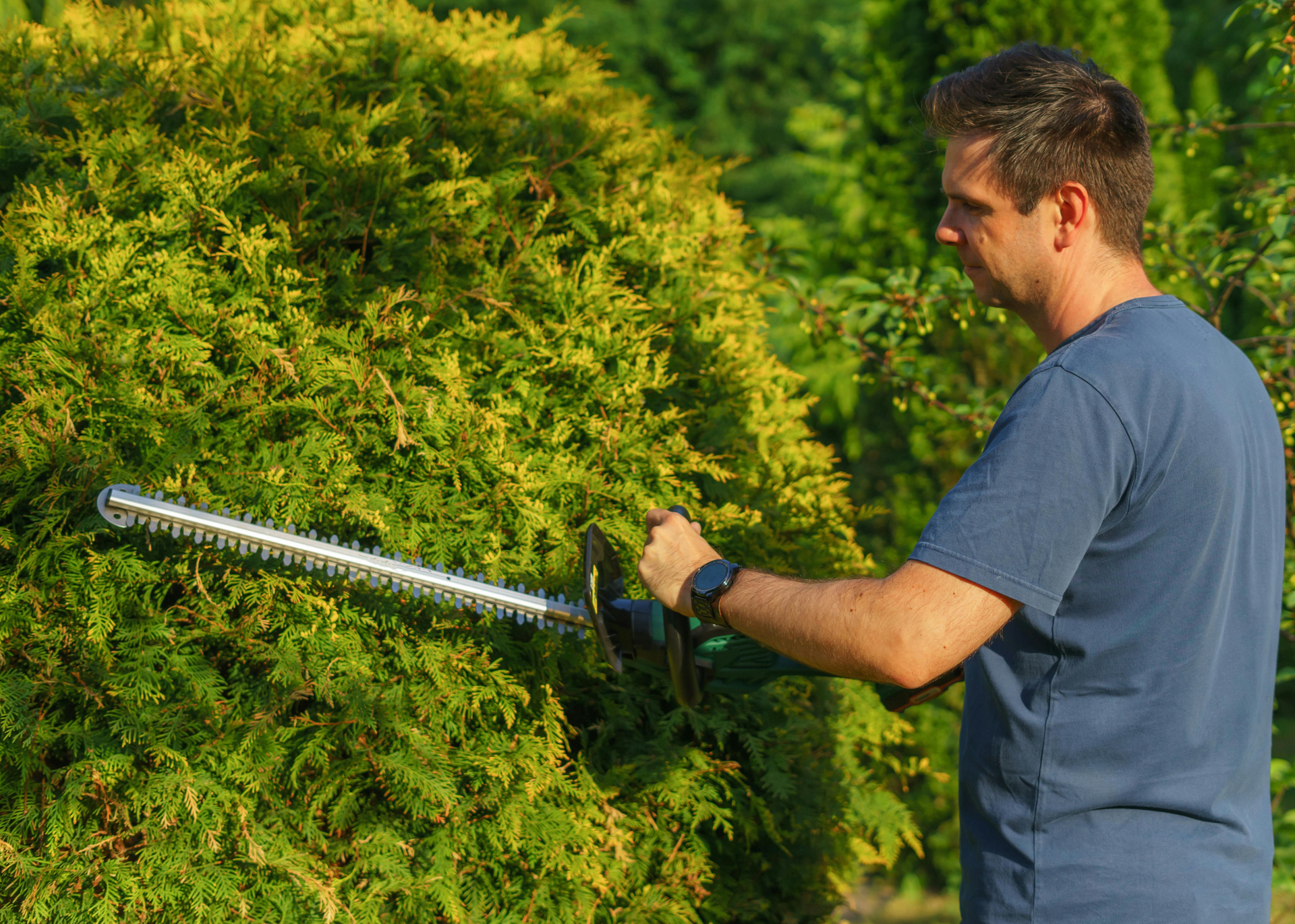 A man is trimming a shrub with a hedge trimmer.