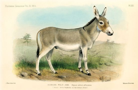 PLATERO Y YO de Juan Ramón Jiménez