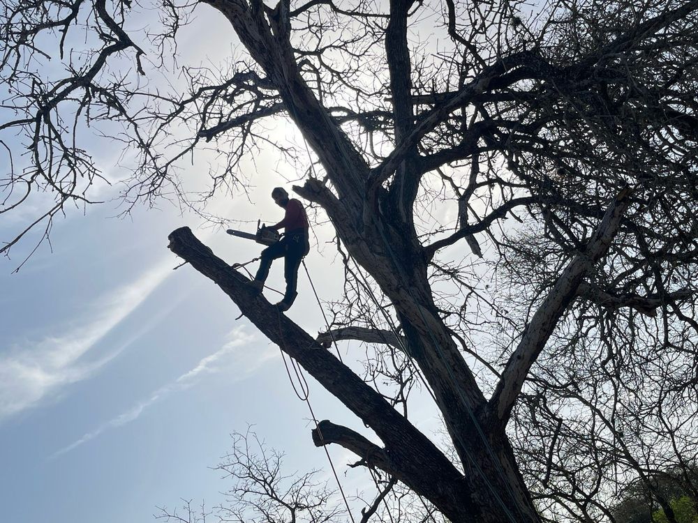Person climbing a tree branch with rope in a leafless winter tree against a cloudy sky