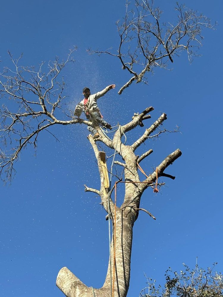 Person standing on top of a tall, leafless tree against a blue sky