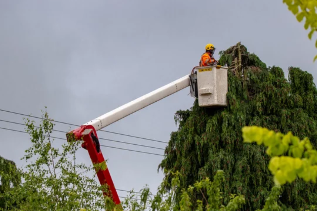 Worker in a bucket lift trimming a large tree, with a red crane arm against a cloudy sky