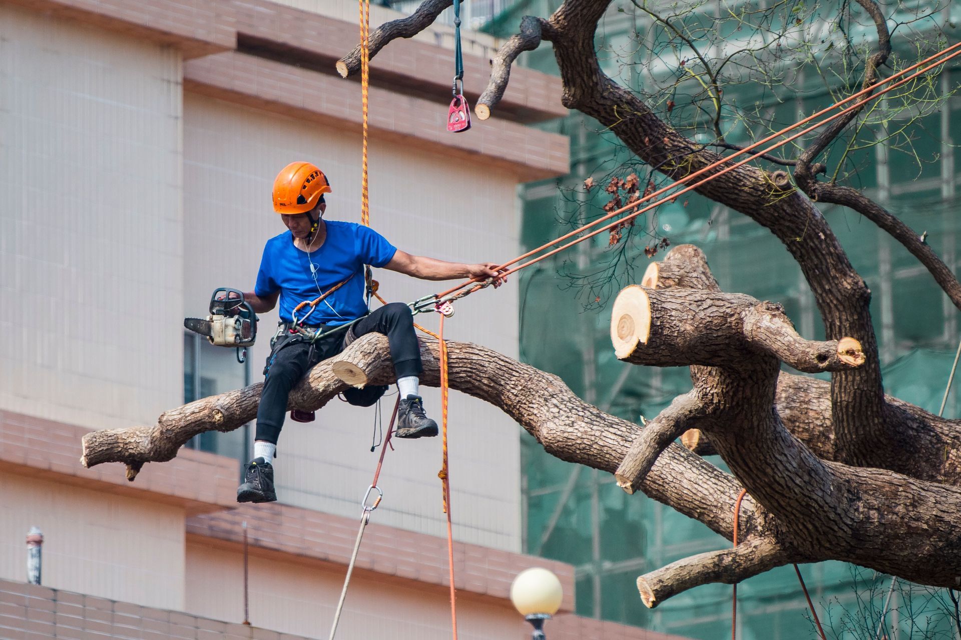 Tree climber in orange helmet and blue shirt rappelling on a large branch outdoors
