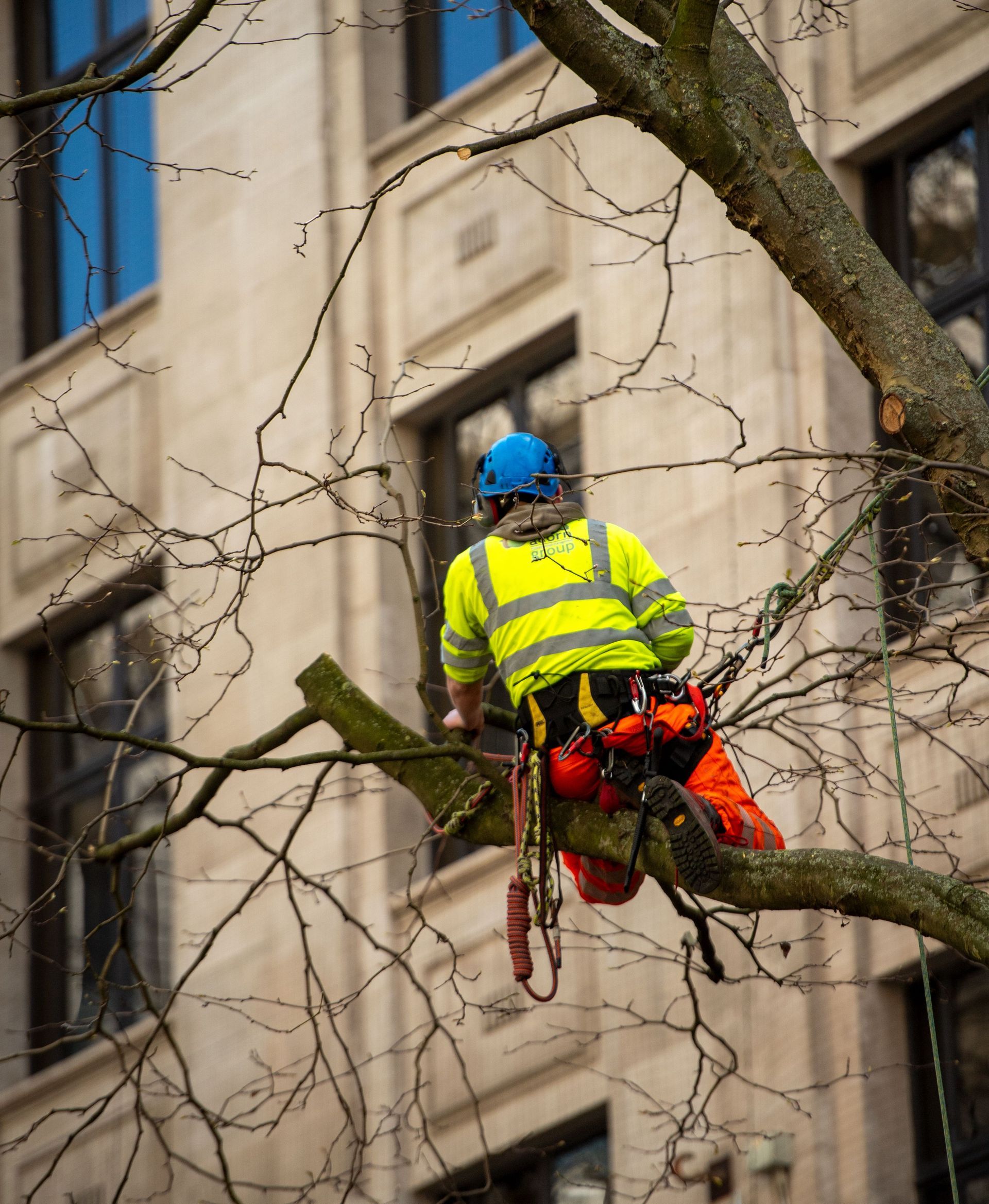 Workers trimming a large tree beside a white house, with a truck, chainsaw, and ladder in the yard