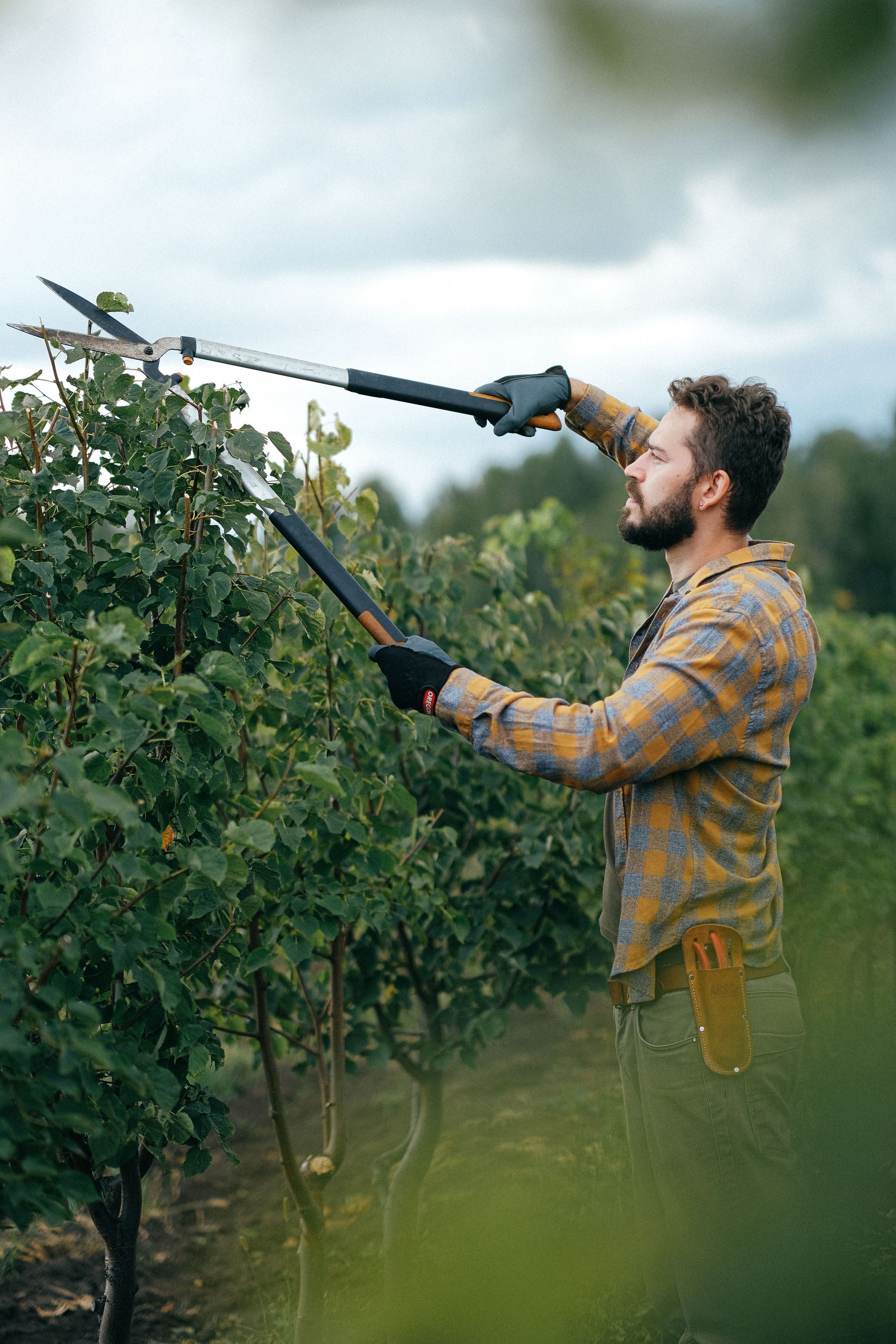 Person trimming shrubs with electric hedge trimmer in an orchard, wearing plaid shirt and gloves