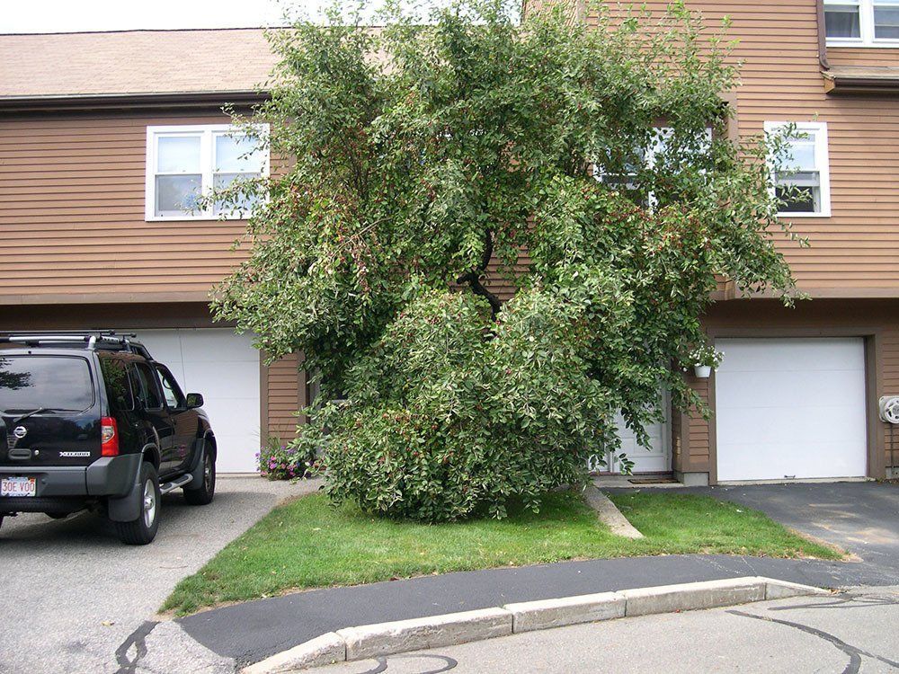 Before tree trimming — Lynn, MA — Leahy Landscaping, Inc.