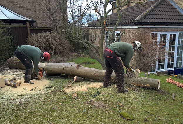 Two men are cutting a tree in a backyard with a chainsaw.