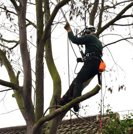 A man wearing a helmet is climbing a tree