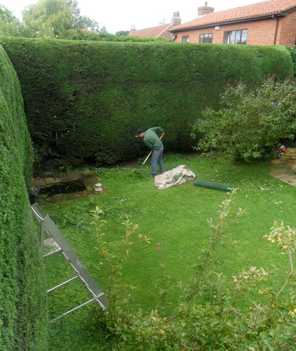 A man is cutting a hedge in a backyard.