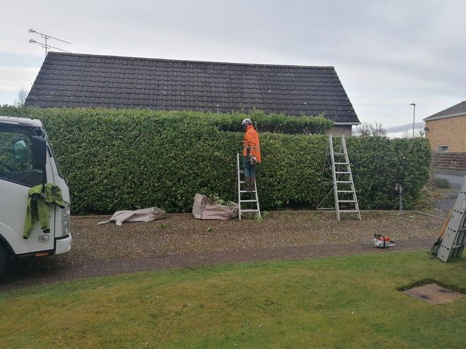 trimming a hedge