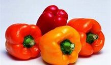 Capsicum