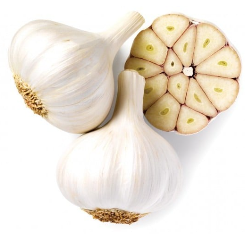 Garlic head