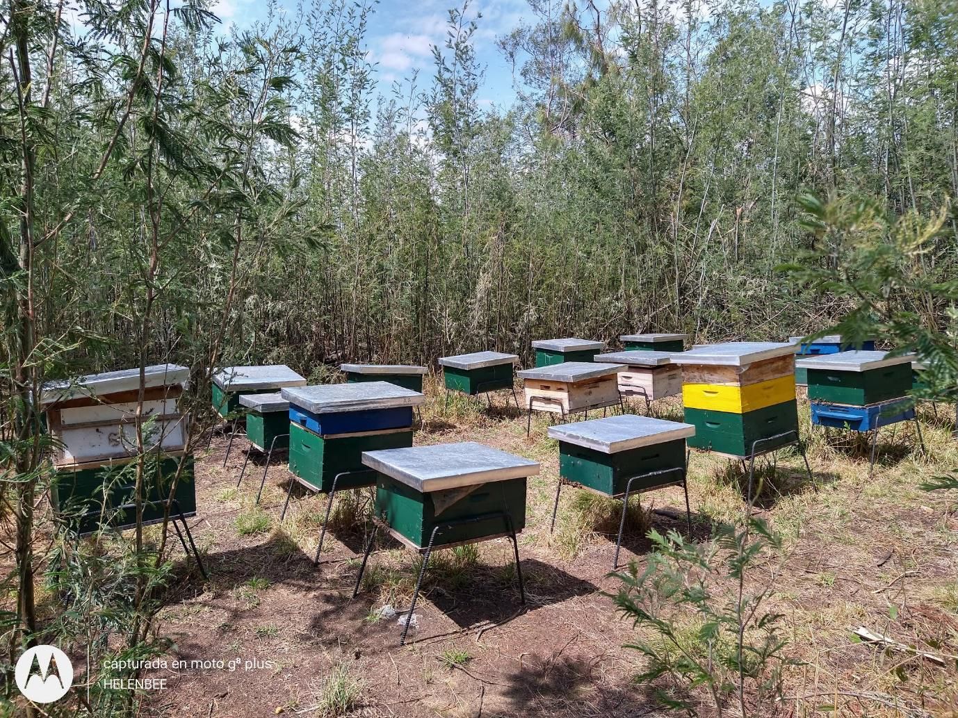 Colmenas de diversos colores se encuentran en un claro rodeado de árboles bajo un cielo brillante.