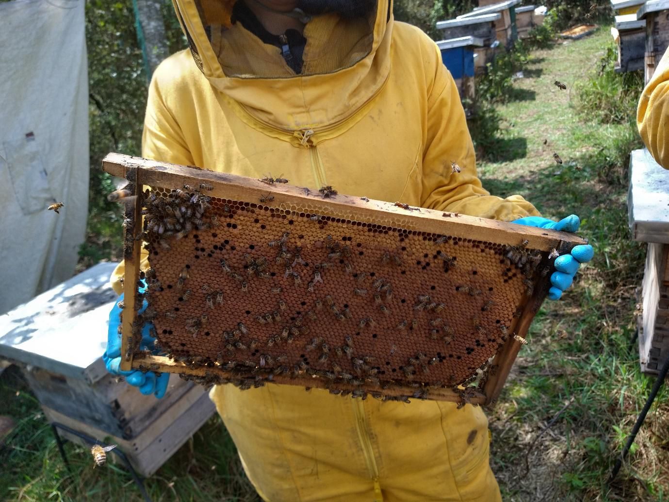 Apicultor con traje amarillo sosteniendo un marco de panal, al aire libre con colmenas visibles.