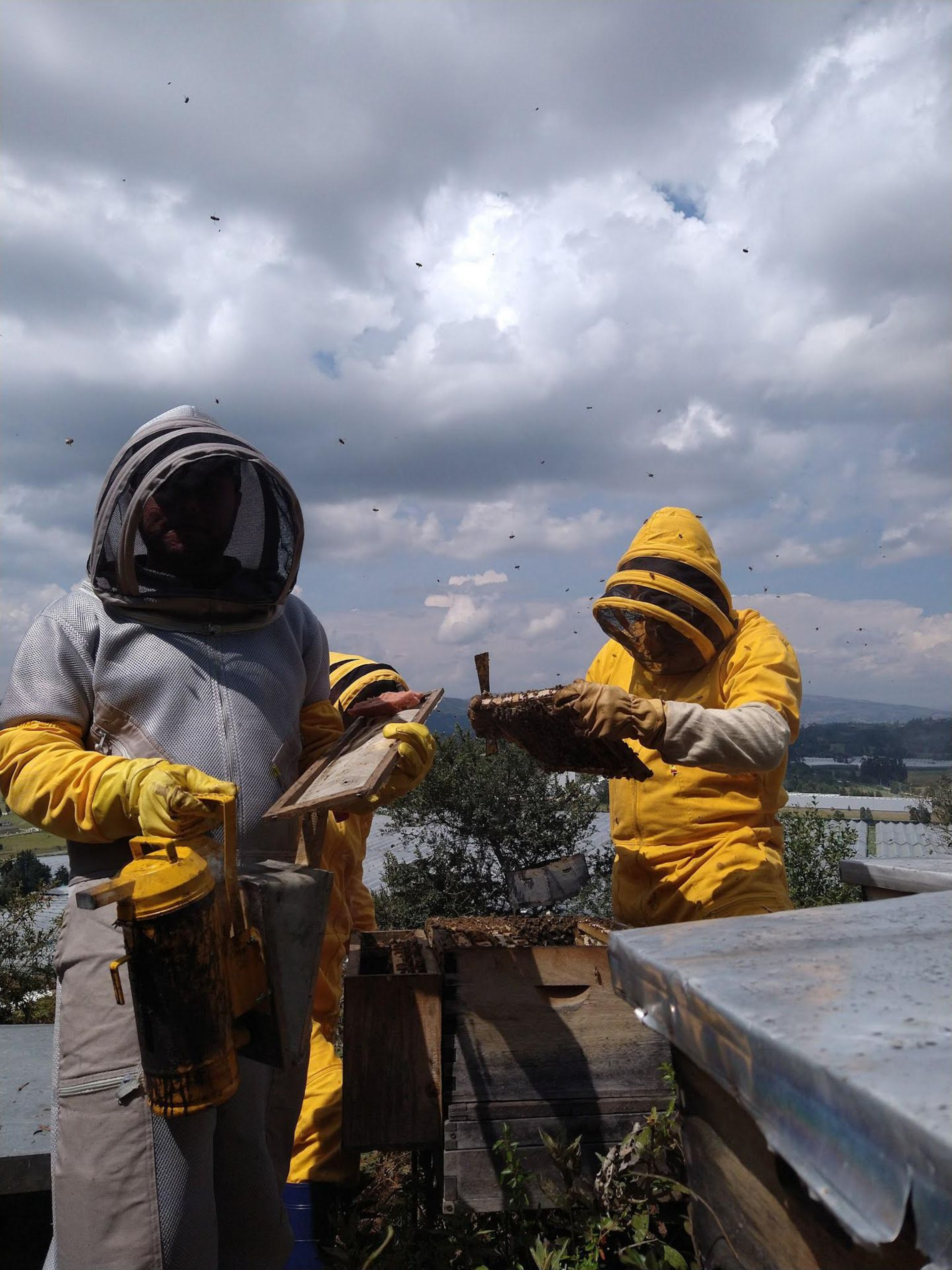 Dos apicultores con trajes de protección inspeccionan una colmena bajo un cielo nublado.