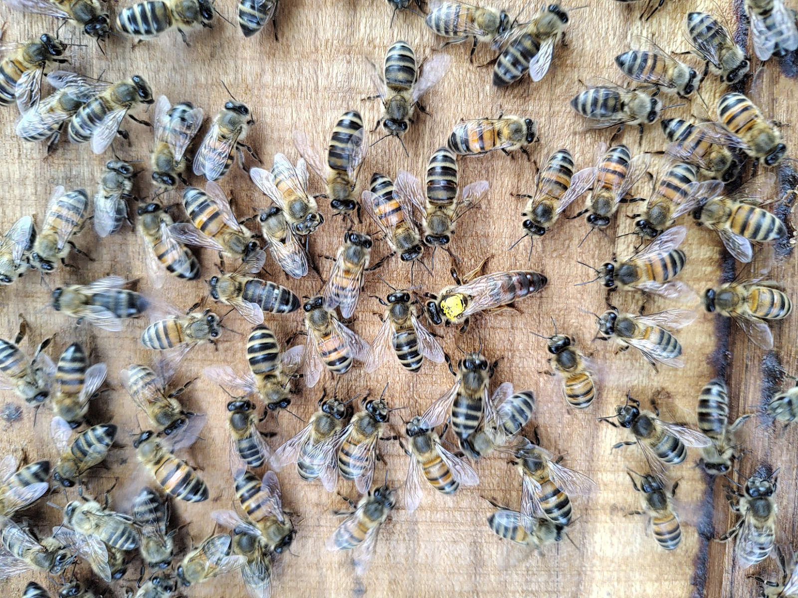 Apicultor con traje protector blanco inspeccionando un marco de panal cerca de una colmena.