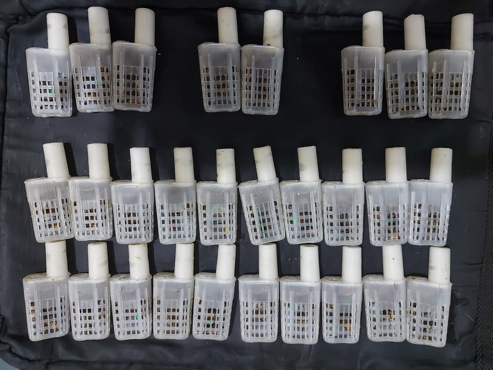 Apicultor con traje protector blanco sosteniendo un marco de panal cerca de colmenas al aire libre.