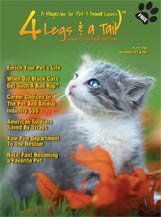 small gray and white kitten on magazine cover