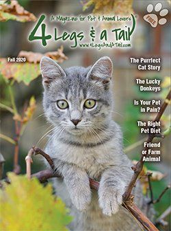 gray striped cat in bushes on magazine cover
