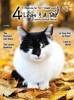 black and white cat on magazine cover
