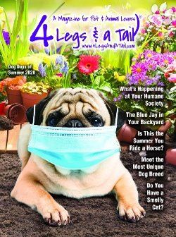 pug wearing mask on magazine cover