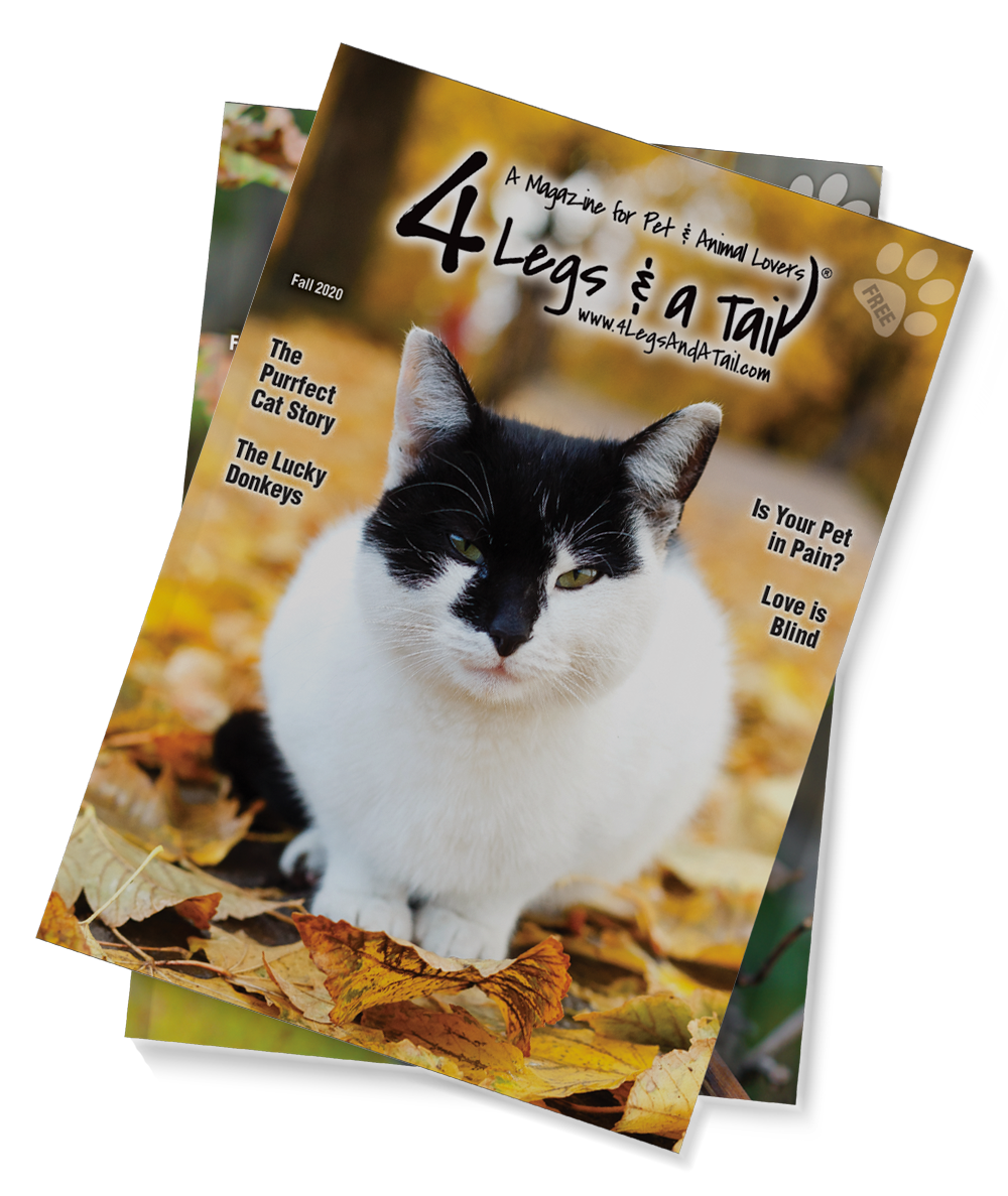 4 Legs & A Tail Magazines