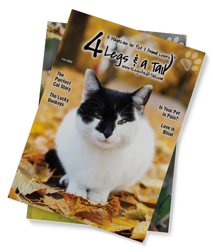 4 Legs & A Tail Magazines
