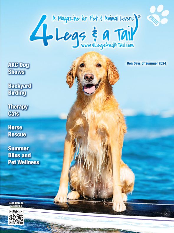 a brown and white dog is on the cover of a magazine called 4 legs & a tail