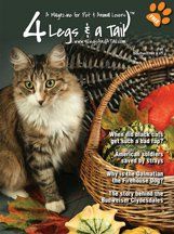 pretty cat next to produce basket on magazine cover