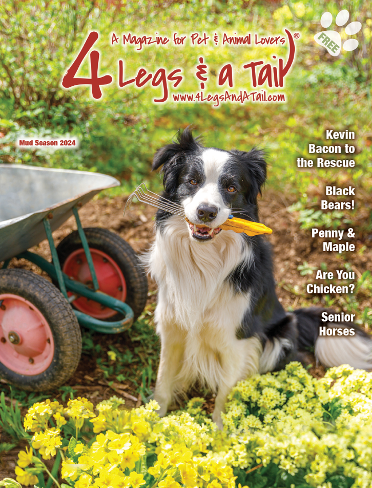 Spring 2024 4 Legs & A Tail Magazine