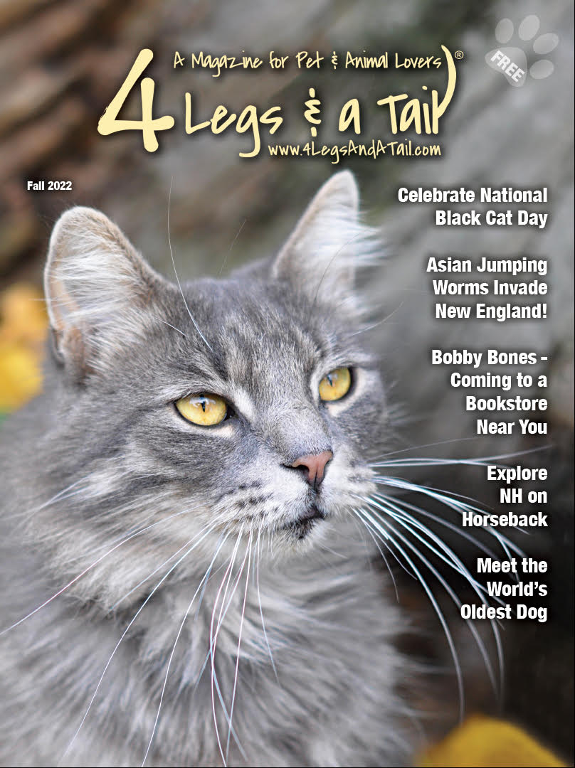 a gray cat with yellow eyes is on the cover of a magazine