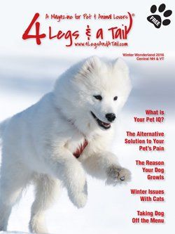 samoyed running in snow on magazine cover