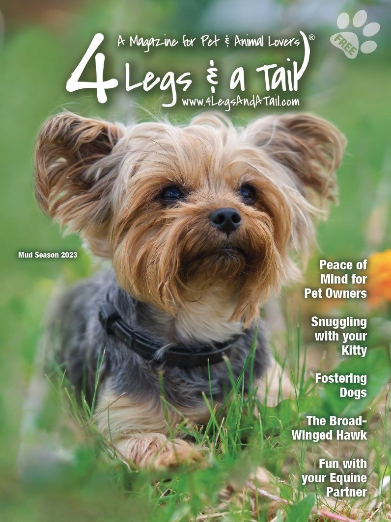 a small dog is sitting in the grass on the cover of a magazine .