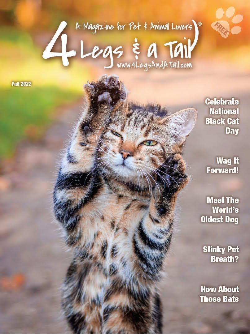 a cat is on the cover of a magazine with its paws in the air .