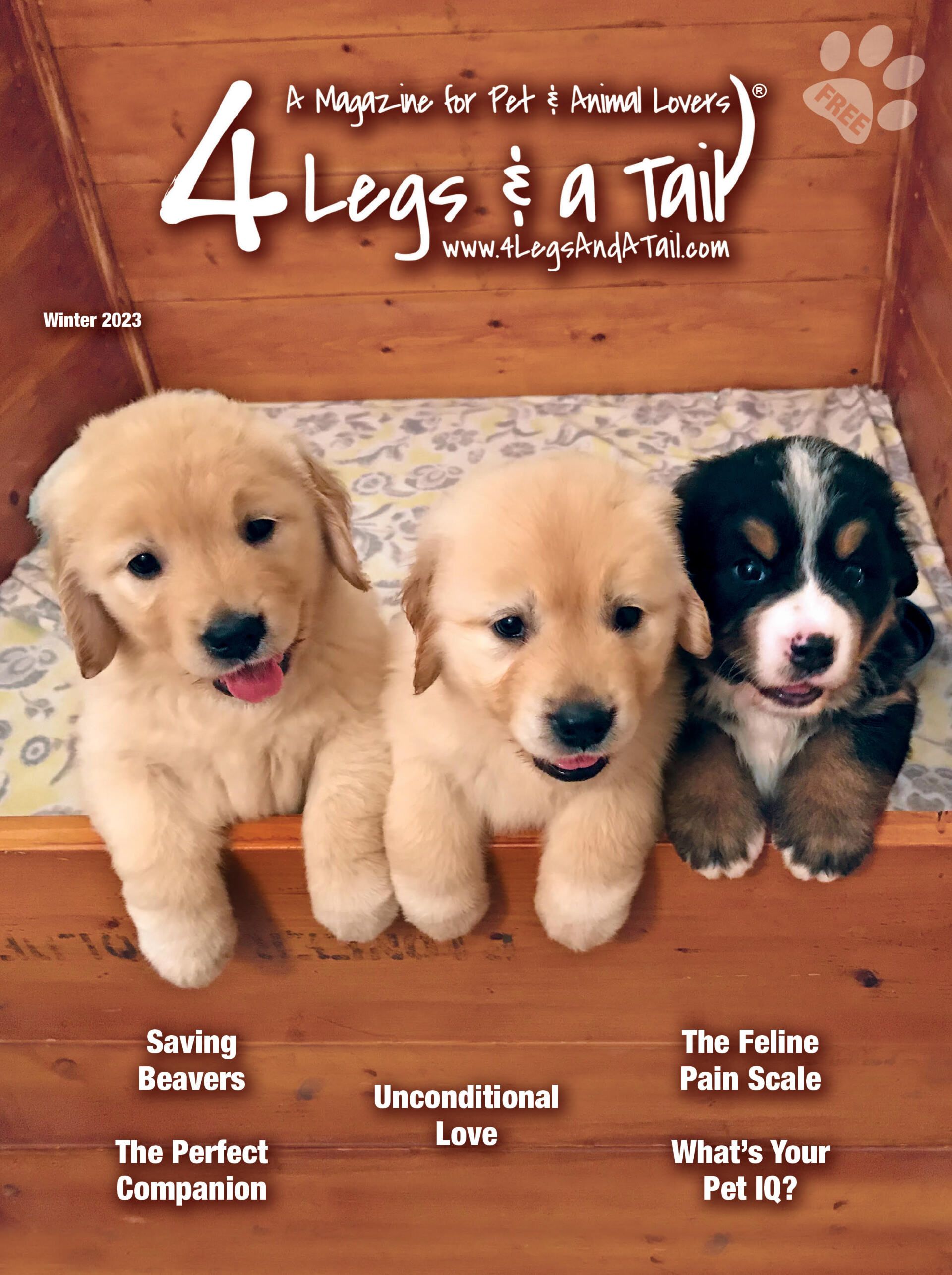 three puppies are sitting next to each other on the cover of a magazine .