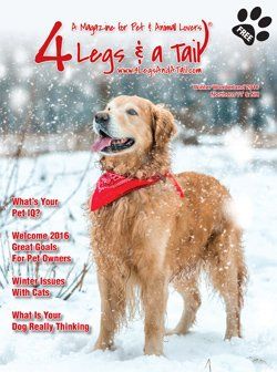 golden retriever in the snow wearing bandana on magazine cover