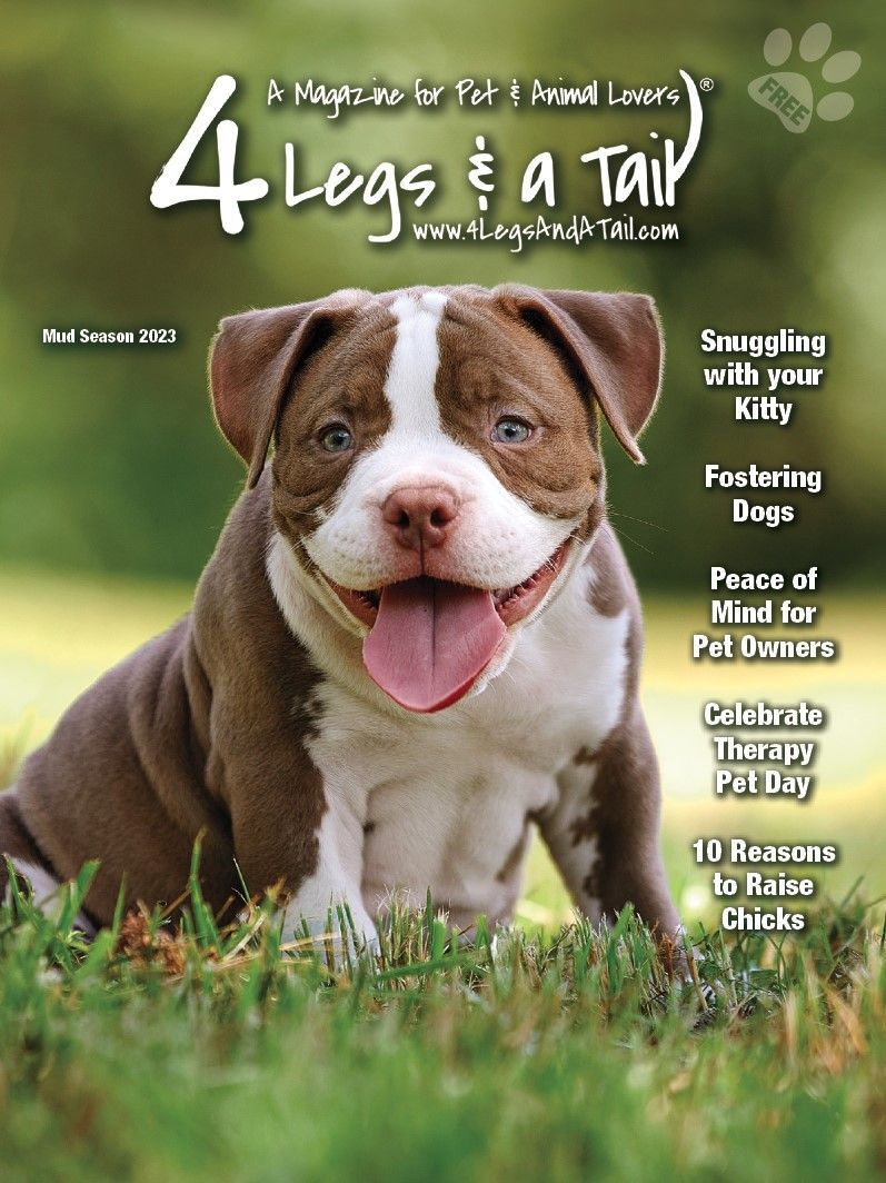 a brown and white dog is sitting in the grass with its tongue out .