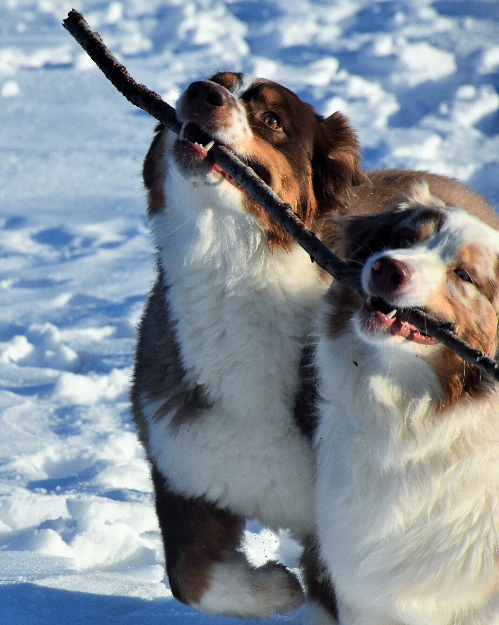 two dogs are playing with a stick in the snow
