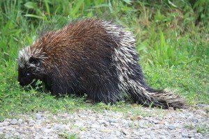 a porcupine is eating grass on the side of a road .