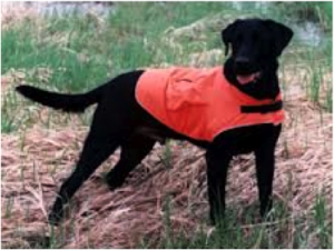 a black dog wearing an orange vest is standing in the grass .