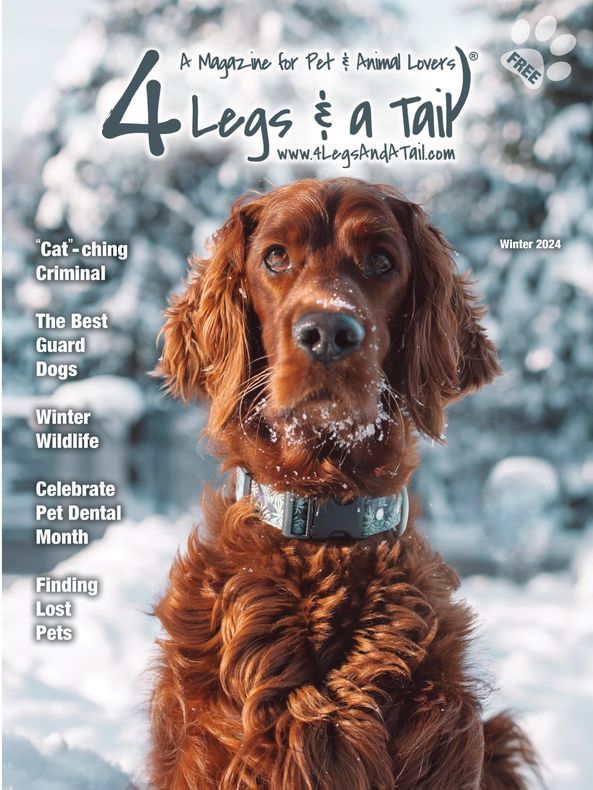 a brown and white dog is on the cover of a magazine called 4 legs & a tail