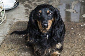 a black and tan dachshund is laying on the ground and looking at the camera .