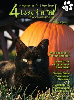 black cat next to pumpkin on magazine cover