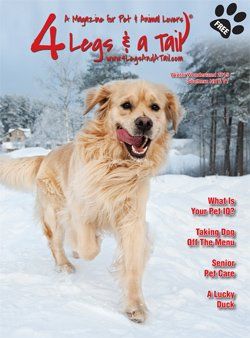 golden retriever running in snow on magazine cover