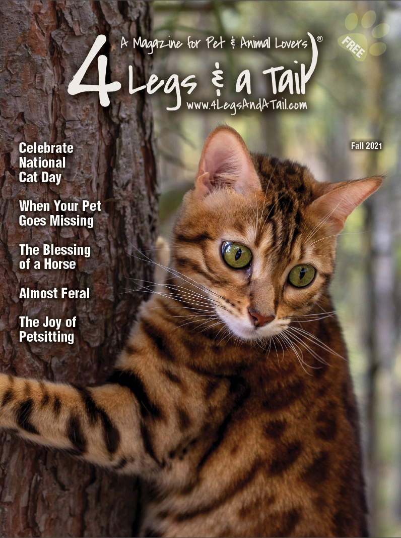 cute brown tabby cat climbing tree on magazine cover