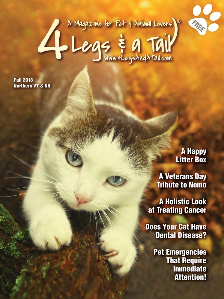 cute gray and white cat on magazine cover